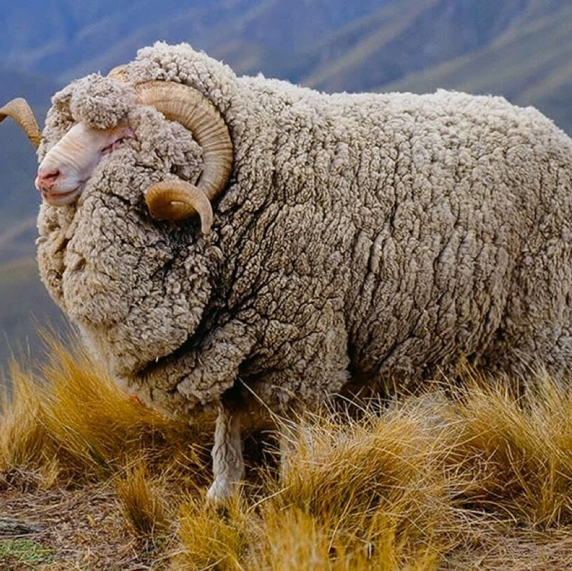 Merino Wool Guide Everything You Need To Know About Merino Wool